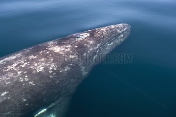 Gray whale (Eschrichtius robustus) Gray whale in Pacific lagoon Baja California Mexico.