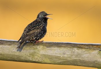 Starling (Sturnus vulgaris)  Starling perched on a fence and displaying  England  Winter