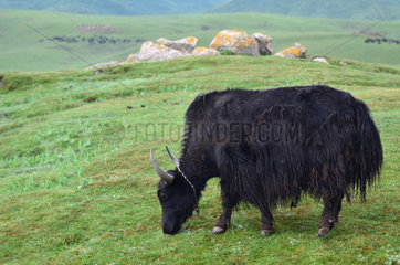 Yack grazing - Tibet China