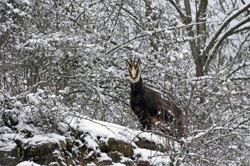 Chamois in winter in the snow Montbéliard - Doubs - France