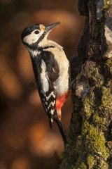 Female Great Spotted Woodpecker on a birch trunk