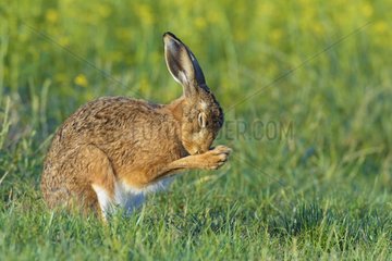 European Brown Hare (Lepus europaeus) grooming  Summer  Hesse  Germany  Europe