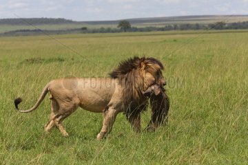 Lion (Panthera leo)  Scarface with Warthog  Masai Mara  Kenya