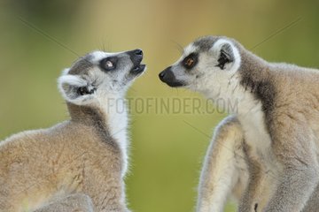 Ring-tailed lemurs facing  Madagascar