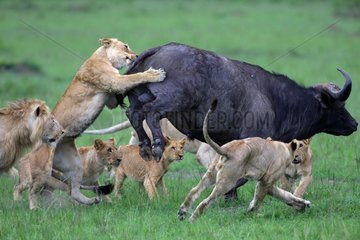 Lion (Panthera leo) and Buffalo (Syncerus caffer)  twilight attack  Masai Mara  Kenya