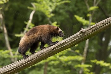 Wolverine (Gulo gulo) in captivity. Skånes Dyrepark  Sweden in June