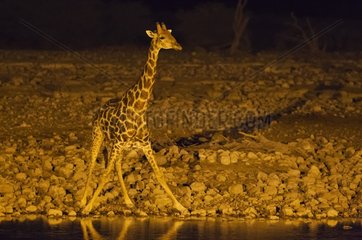 Southern Giraffe (Giraffa camelopardalis giraffa) - Male at night at the floodlit waterhole of the Okaukuejo Camp. Etosha National Park  Namibia.
