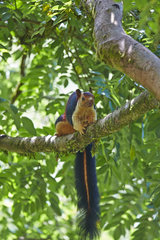 Indian giant squirrel on a branch - Anaimalai Mountain India