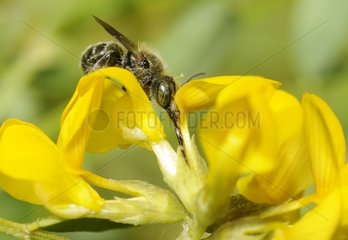 Mason Bee (Osmia gallarum) male on Horseshoe Vetch (Hippocrepis comosa)  2015 May 18  Northern Vosges Regional Nature Park  France  ranked World Biosphere Reserve by UNESCO  France
