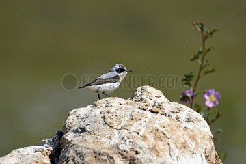 Wheatear (Oenanthe oenanthe)  young perched on a rock - Causse Mejean - Lozère - Cevennes National Park - France