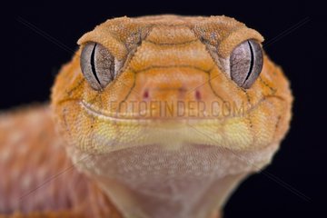Rough knob-tailed gecko (Nephrurus amyae)  Australia