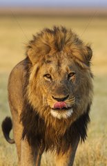 Lion (Panthera leo) - Male  about to yawn. Savuti  Chobe National Park  Botswana.