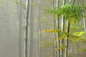 Beech forest in the fog - Northern Vosges France