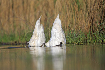 Mute Swans feeding underwater - Dombes France