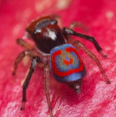 rear view of a male Maratus splendens Peacock spider showing the patterned and brightly coloured abdomen. Australia