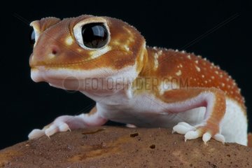 Smooth knob-tailed gecko (Nephrurus levis)  Australia