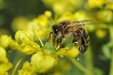Honey Bee (Apis mellifera) licking the nectar on Rue (Ruta chapelensis)  2015 June 16  Alpes
