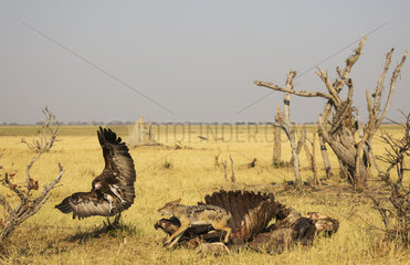 Jackals and vultures on carcass Buffalo - Botswana Savuti