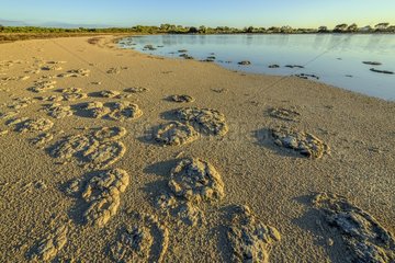 Stromatolites - Thetis Lake - Western Australia