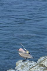 Brown pelican (Pelecanus occidentalis)  La Jolla  San Diego  California  Usa  America