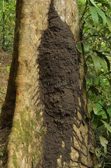 Termit mound on a trunk - Kaw Swamp in French Guiana