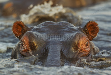 Portrait of Hippopotamus in Chobe river - Botswana
