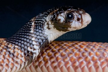 Shield-nose snake (Aspidelaps scutatus intermedius)  Namibia