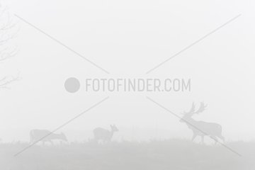 Fallow Deers (Cervus dama) on misty morning  Hesse  Germany  Europe