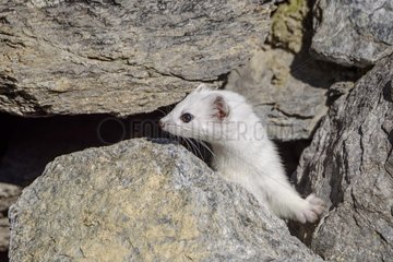Stoat (Mustela hermina) in autumn moult  Haute- Maurienne  Alps  France