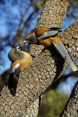 Rufous Treepies on a branch - Ranthambore India