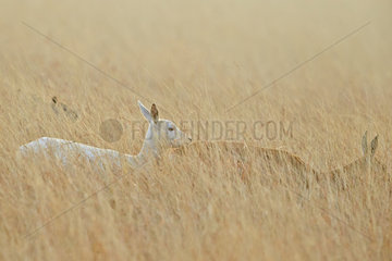 Blackbuck females in savanna - Velavadar India