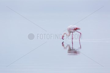Flamingos  Salinas  Walvis Bay  Namibia  Africa