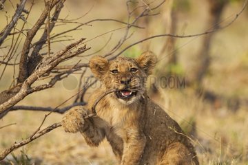 Lion (Panthera leo) - Playful cub  biting about a twig. Savuti  Chobe National Park  Botswana.
