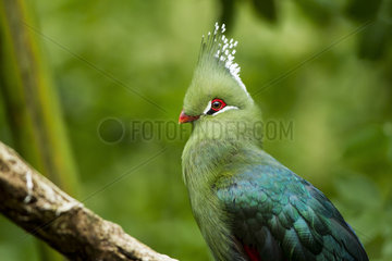 Portrait of Livingstone's Turaco on a branch