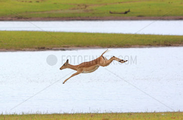 Impala jumping on the shores of Lake Kariba - Zimbabwe