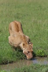 Lionness (Panthera leo)  Masai Mara  Kenya