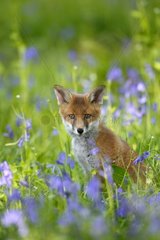 Red fox (Vulpes vulpes) Cub in bluebell
