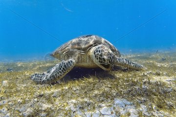 Green turtle swimming on seagrass  Indian Ocean  Mayotte  Archipelago Commores