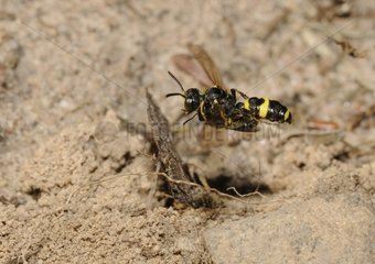 Digger Wasp (Cerceris rybyensis) in flight with a Halictus as prey  2015 August 05  Northern Vosges Regional Nature Park  declared a World Biosphere Reserve by UNESCO  France