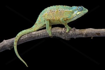 Elliot's chameleon (Trioceros ellioti)  Tanzania