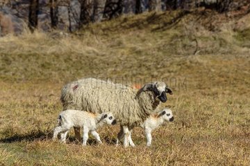 Young lambs and their mother in the mountains   Herd kept by Pyrenean Mountain Dog. Haute Maurienne  Averolle   Bessans   Alps  France