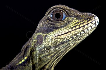 The Amboina sailfin lizard (Hydrosaurus amboinensis) is the largest agama species in the world  reaching over 1 meter in length.  Indonesia