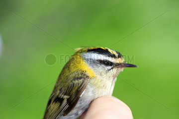 Banding Rirecrest captured by a net - France