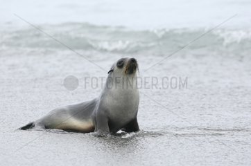 A fur seal adult Antarctica