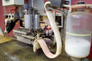 Mechanical milking robot for dairy breed France