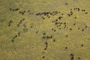 Aerial view of Cape buffaloes in the savanna Masai Mara