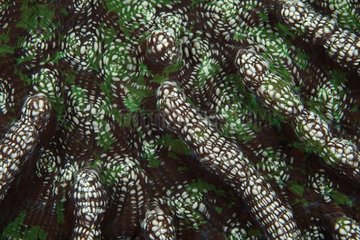 Corail cactus Belize
