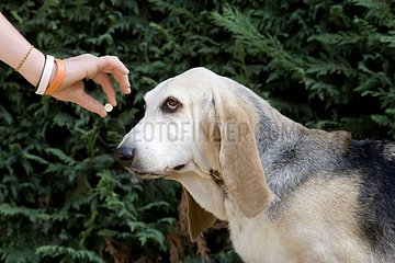 Fang eines Tafel -Vermifuge durch einen alten Hund Frankreich