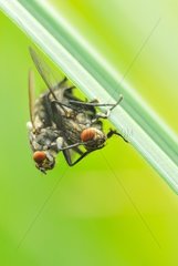 Mating of Stable Flies Touraine France