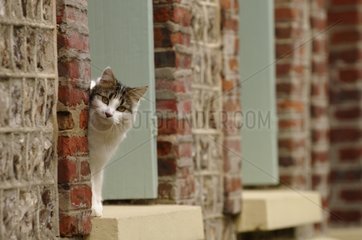 Eine She-Katze auf einem Fenster nach Yport Frankreich